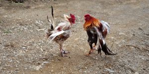 Cách Nuôi Gà Đá 33Win Đạt Hiệu Quả Cao Cho Dân Chuyên Nghiệp