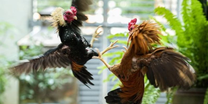 Tổng quan về hình thức đá gà Campuchia tại 33win